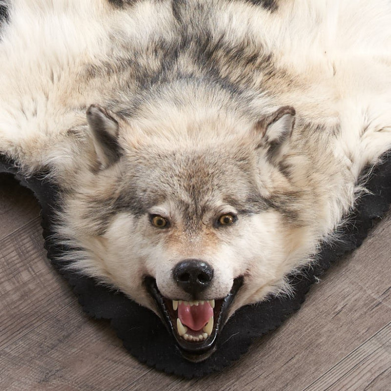 handtekening doden Meisje Shop for 6 Feet 3 Inches (188 cm) Arctic Wolf Skin Rug #EP4155125B at Bear  Skin Rugs