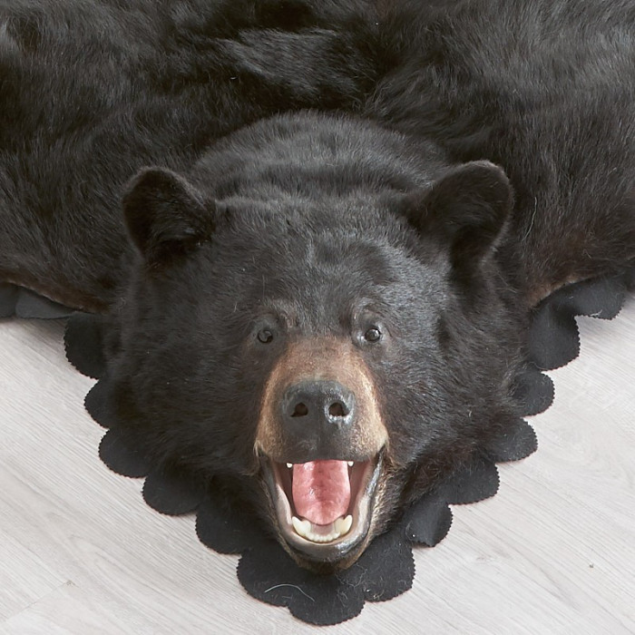 shop-for-5-foot-7-inch-170cm-black-bear-rug-33601211fb-at-bear-skin-rugs