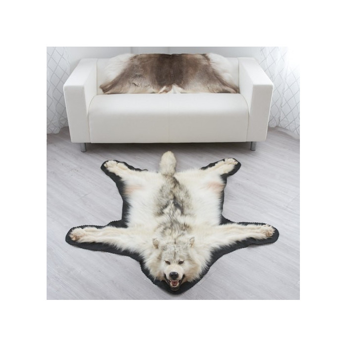 Shop for 5 Feet 6 Inches (170 cm) Arctic Wolf Skin Rug #EP4155125 at Bear Skin Rugs